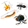 From Ants to Scorpions: Discover the Thrills of Our Insect Toy Kingdom - Image 5